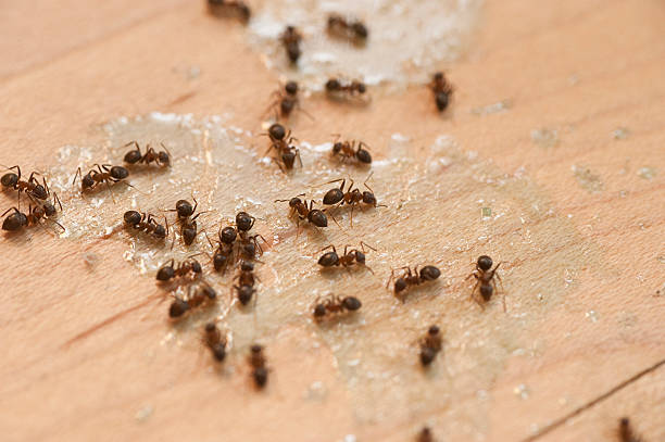 Best Residential Pest Control  in St John, IN