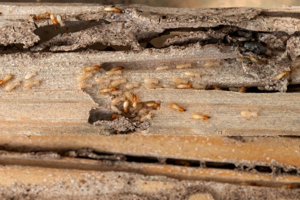 Best Commercial Pest Control Services  in St John, IN