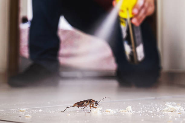 Flea Control Services in St John, IN