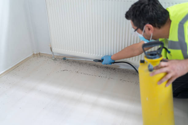 Best Wasp Removal Services  in St John, IN